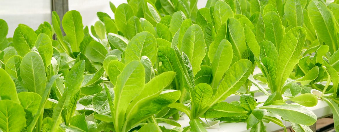 green plants