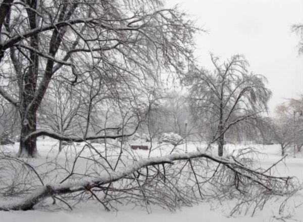 Trees covered in snow