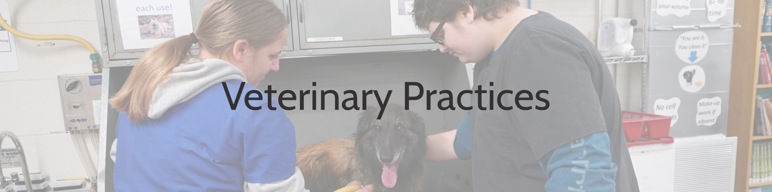 Veterinary Practices 